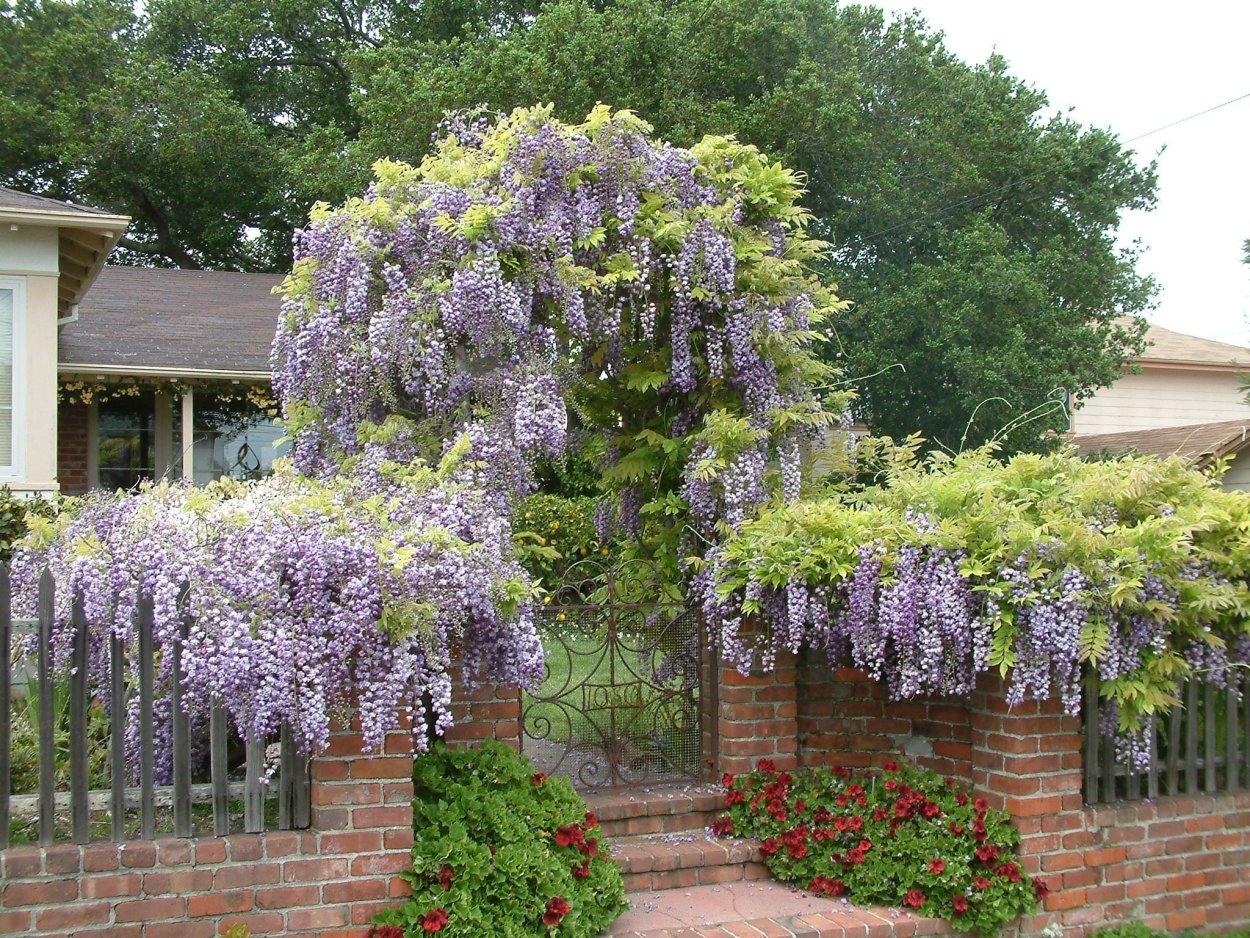 Wisteria sinensis Глициния китайская