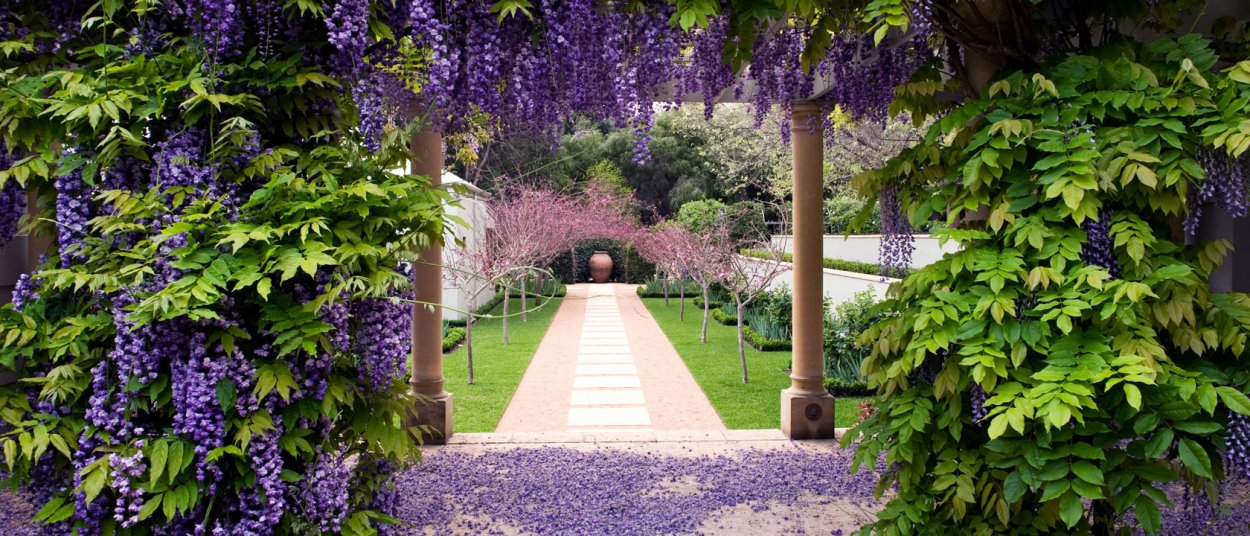 Глициния Вистерия Лиана