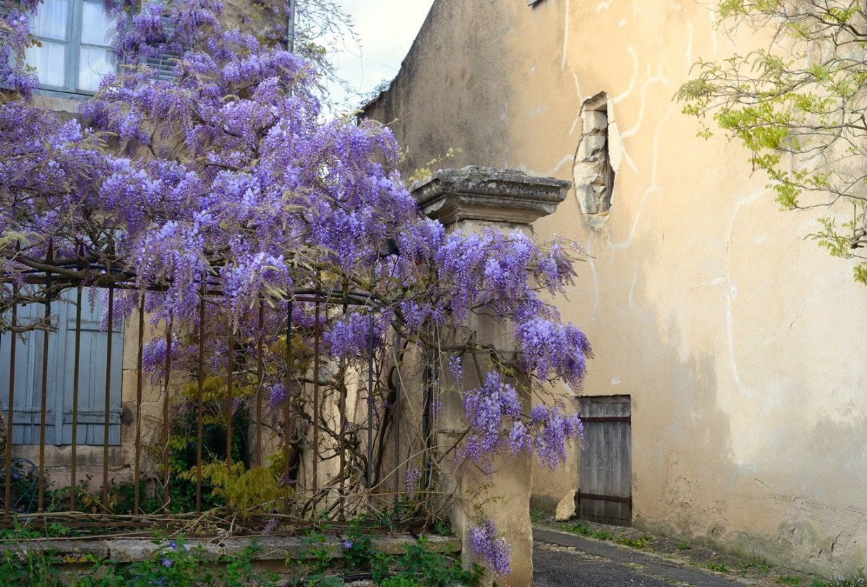 Глициния в Абхазии