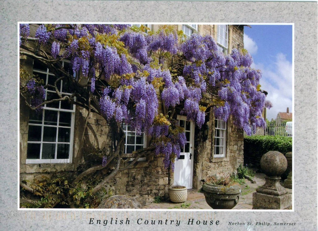 Вистерия Глициния