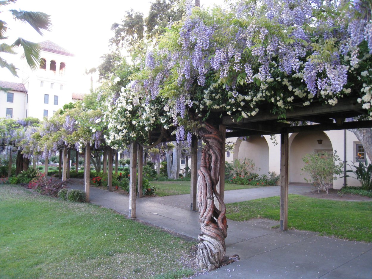 Глициния на перголе