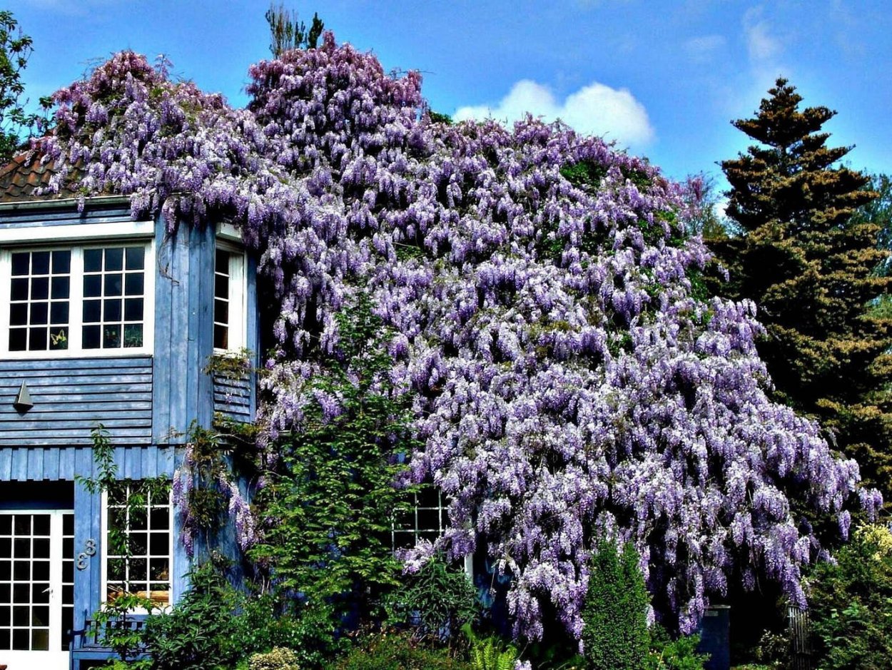 Глициния китайская