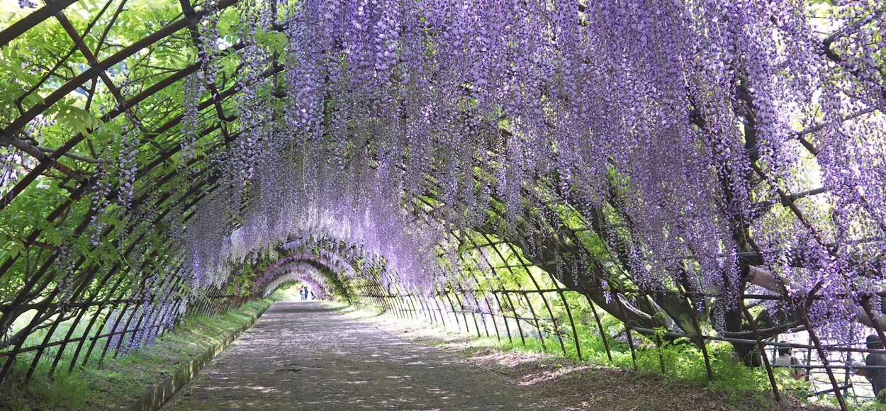 Китайская Лиана Глициния