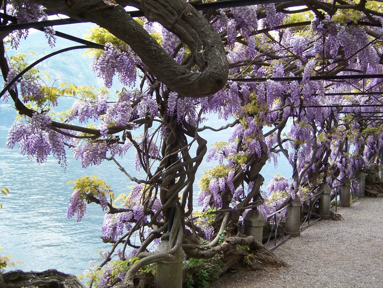 Цветущая Глициния в Италии