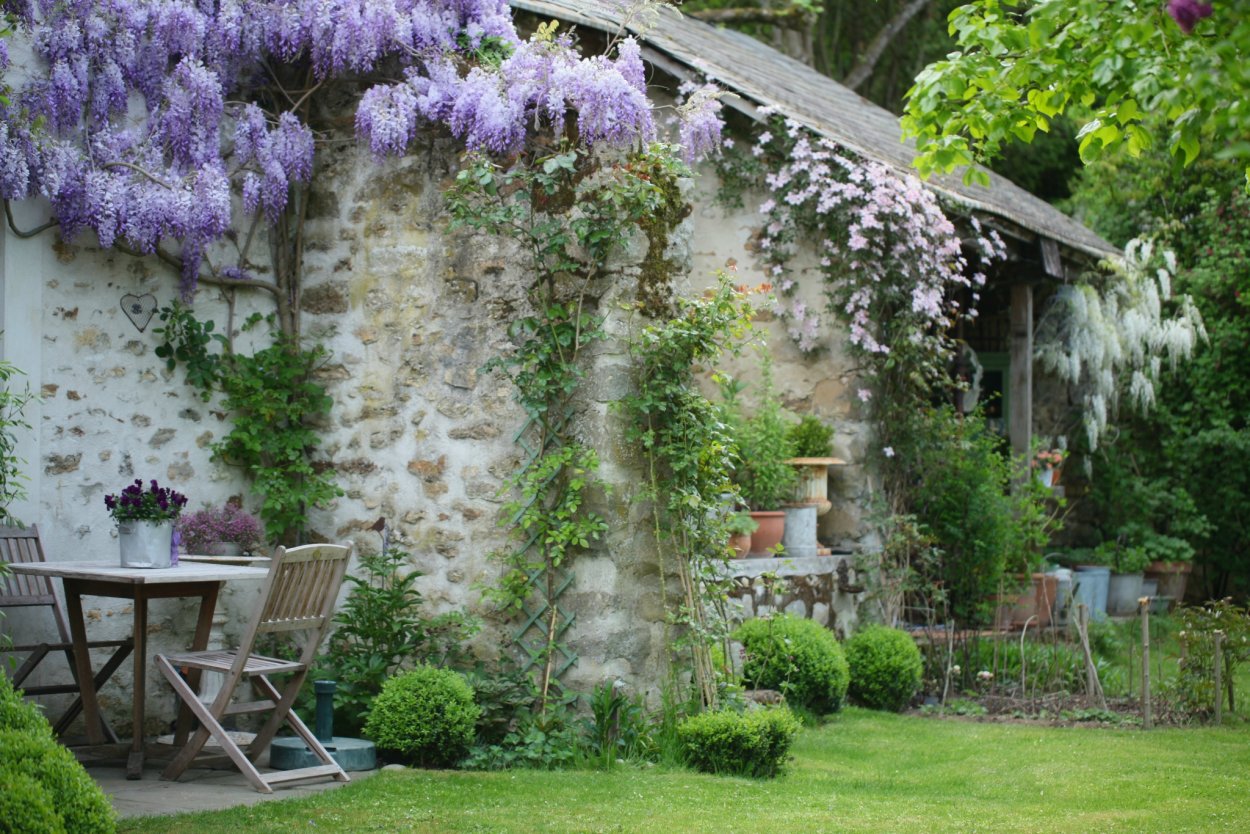 Глициния усадьба дача