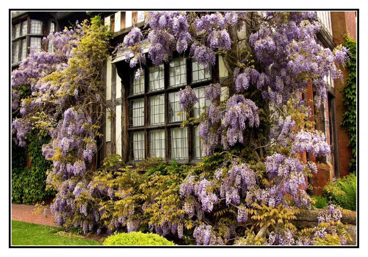 Плющ Глициния