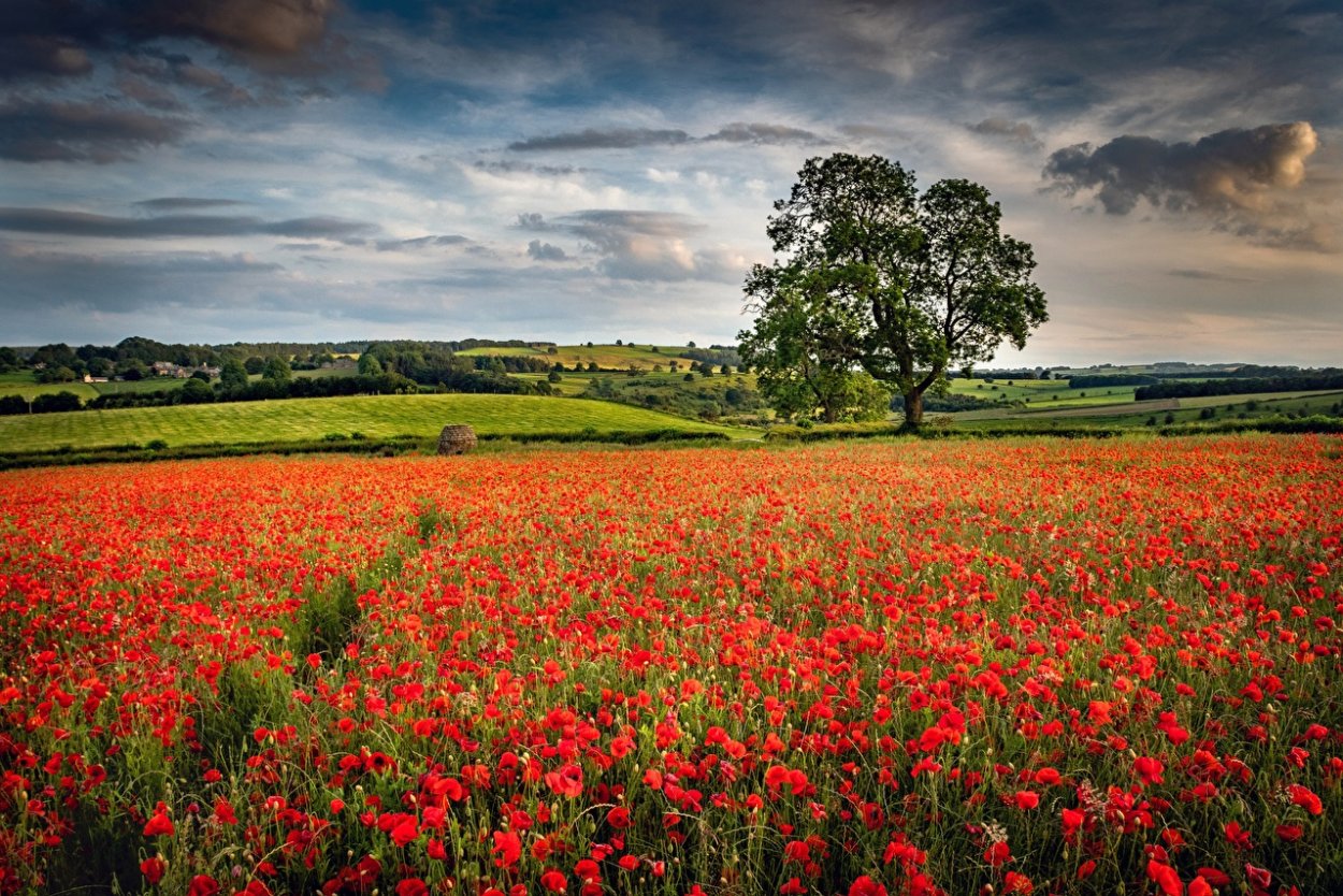 Моне Маковое поле