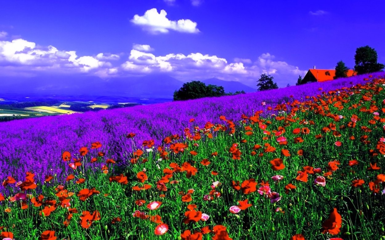 Поле ярких цветов