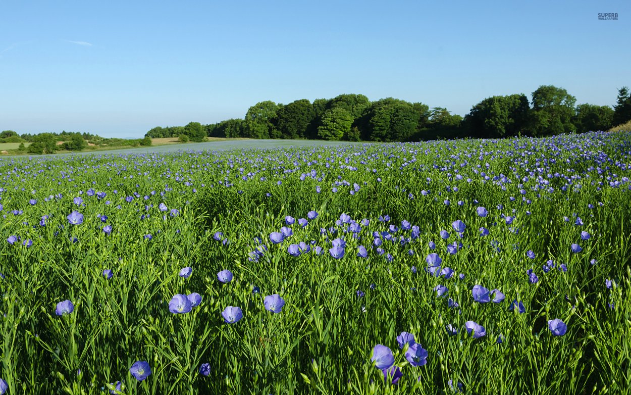 Поле с голубыми цветами