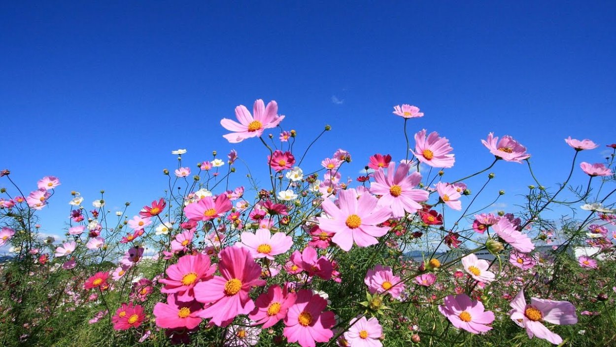 Космеи на фоне неба