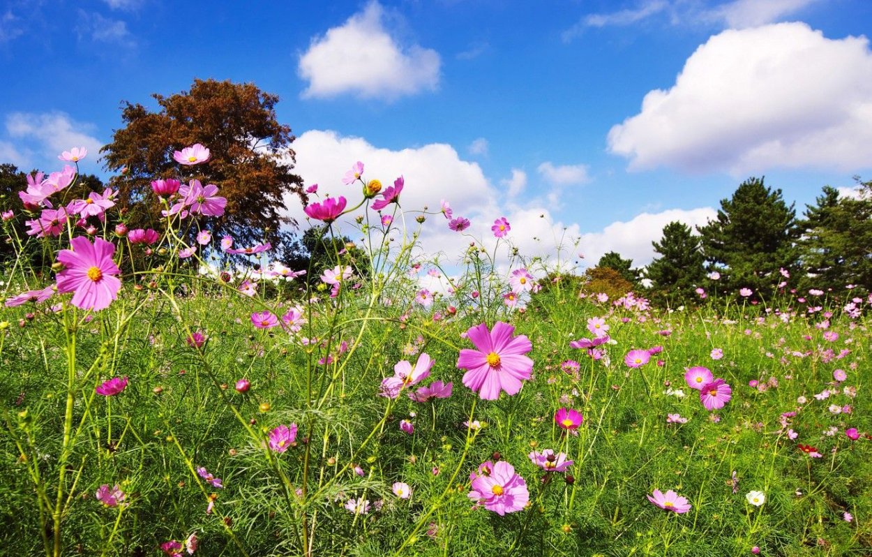 Космея цветок