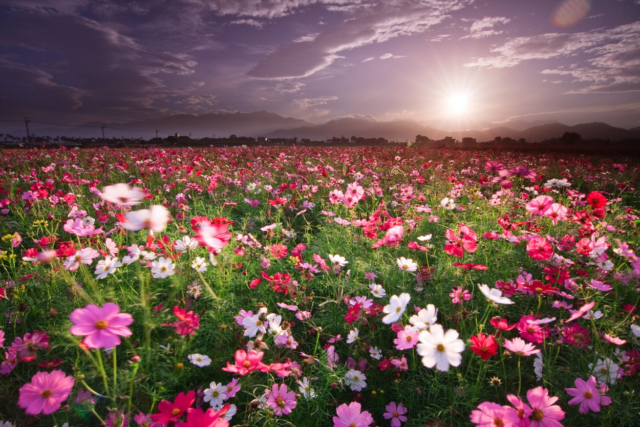 Красота поле цветов