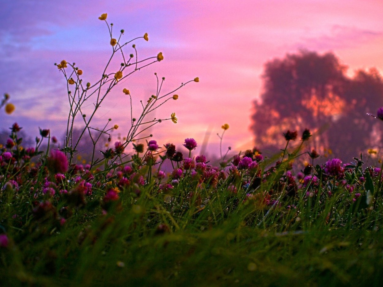 Трава на рассвете