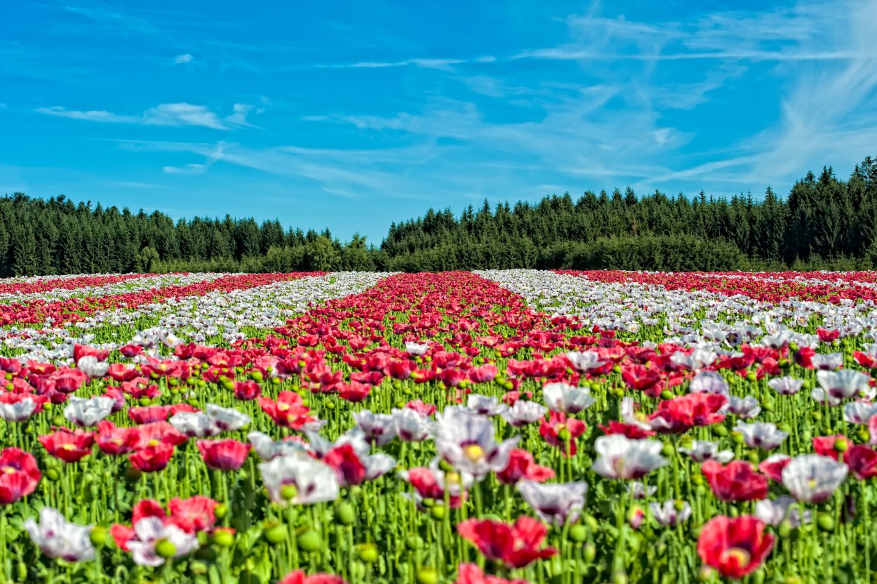 Цветочное поле