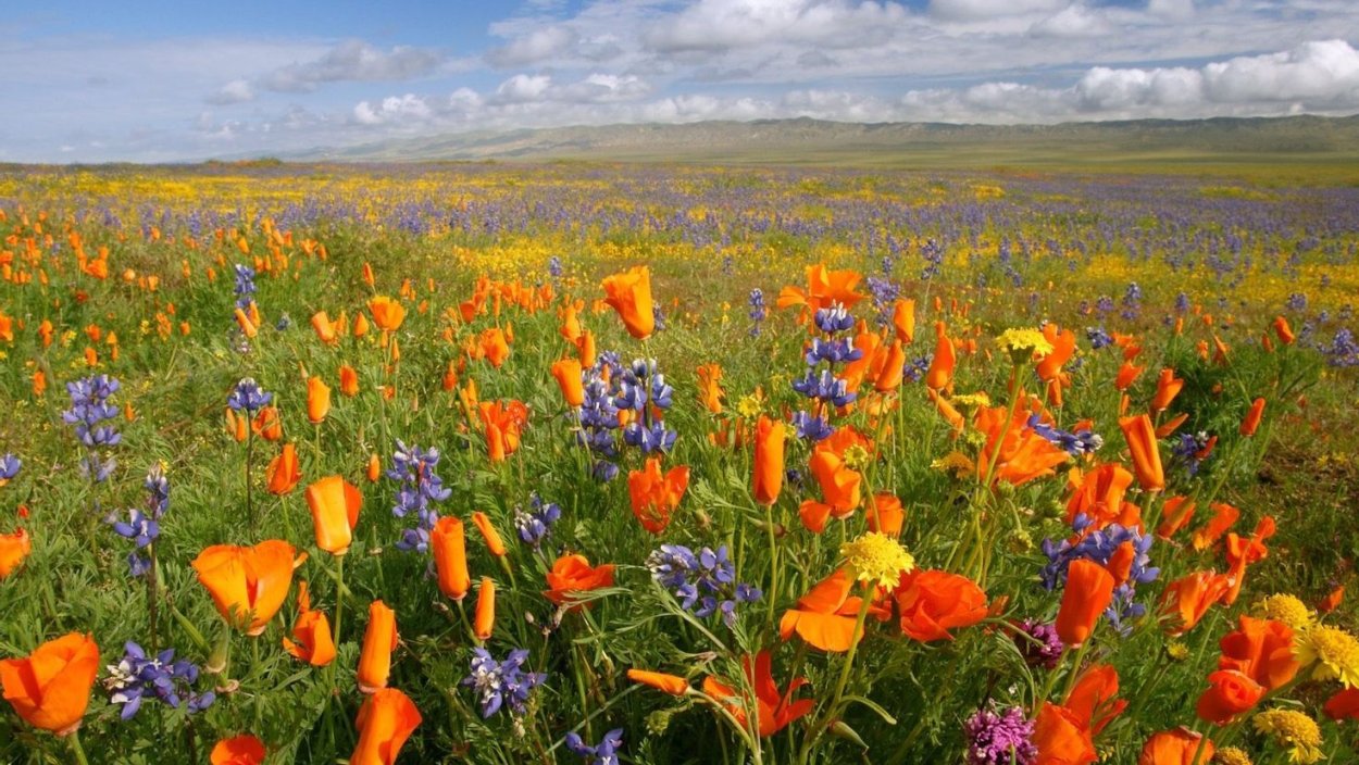 Цветы полевые и луговые