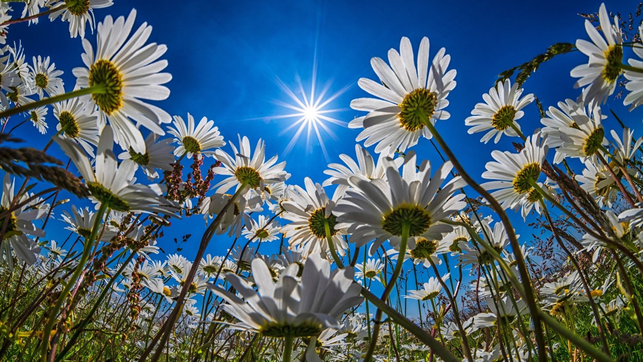 Лето ромашки