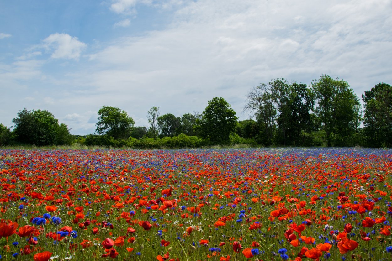 Васильково Маковое поле палитра