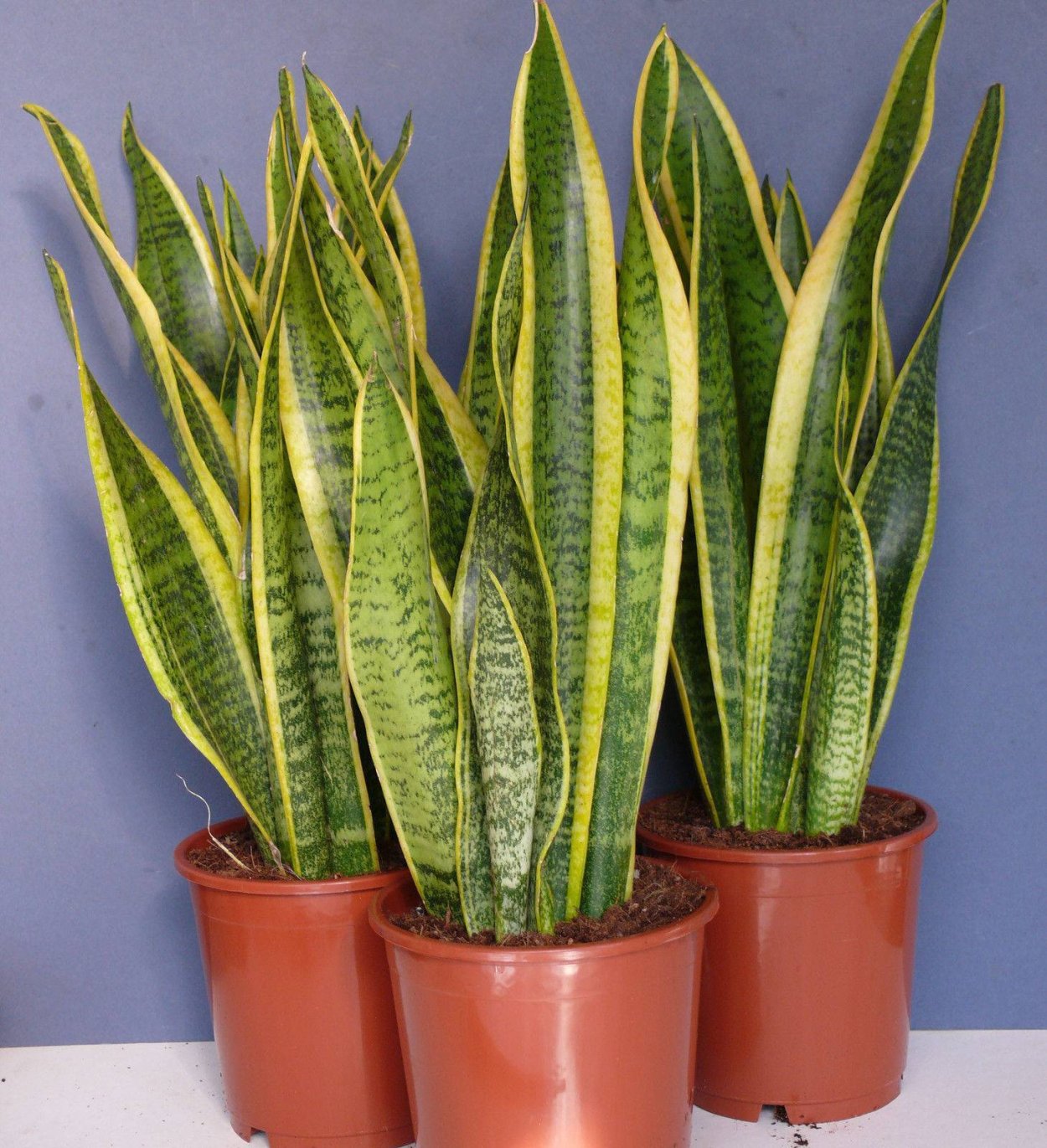 Сансевиерия trifasciata(trifasciata)