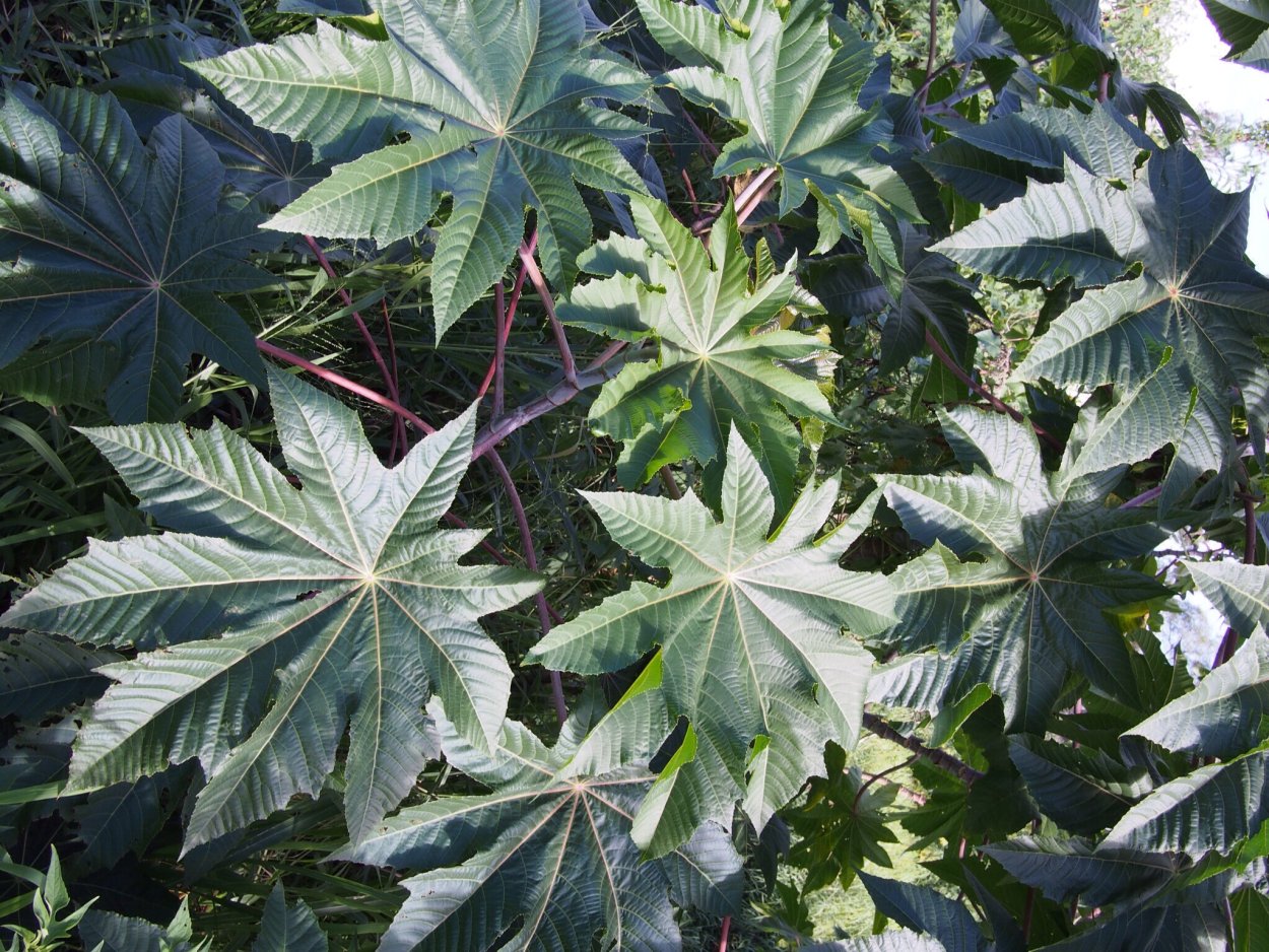 Клещевина обыкновенная (Ricinus communis)