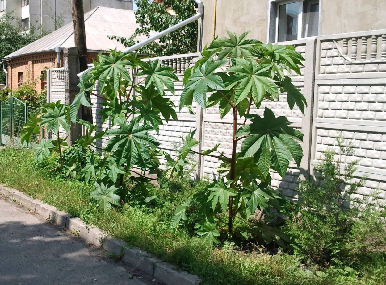 Клещевина пурпурная красавица