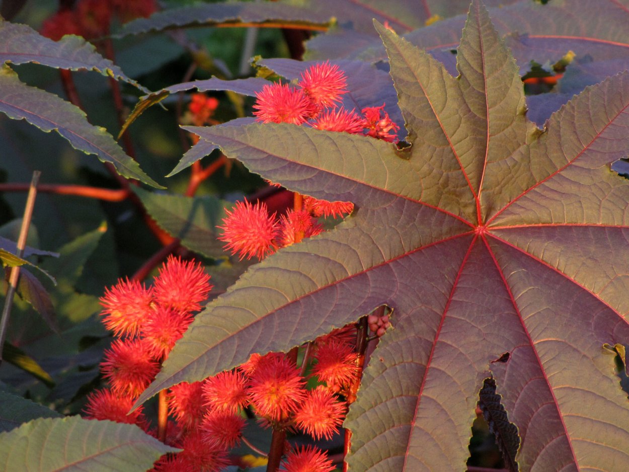 Клещевина Ricinus communis