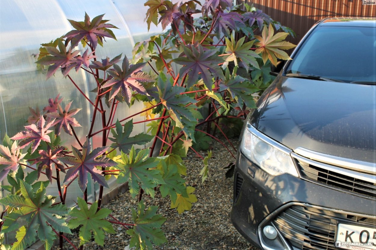 Клещевина зеленая