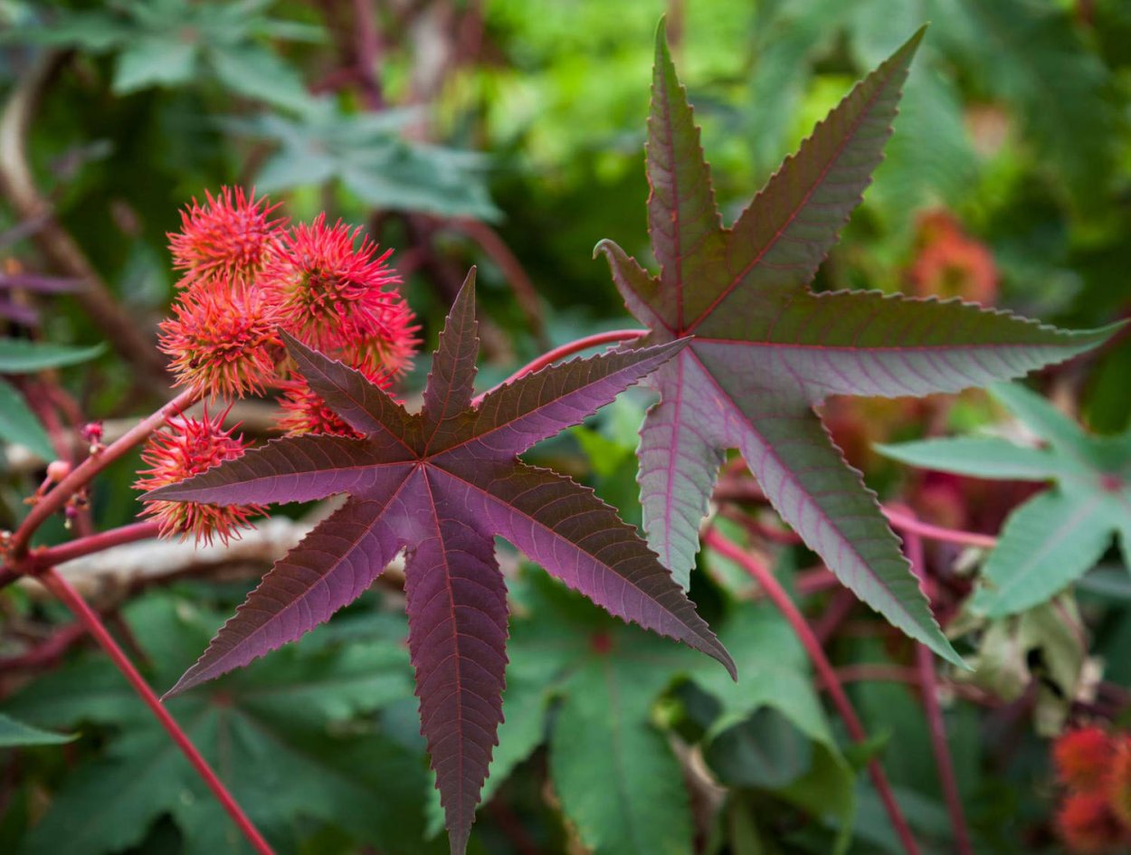 Клещевина обыкновенная