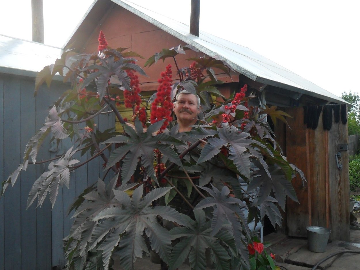 Клещевина обыкновенная