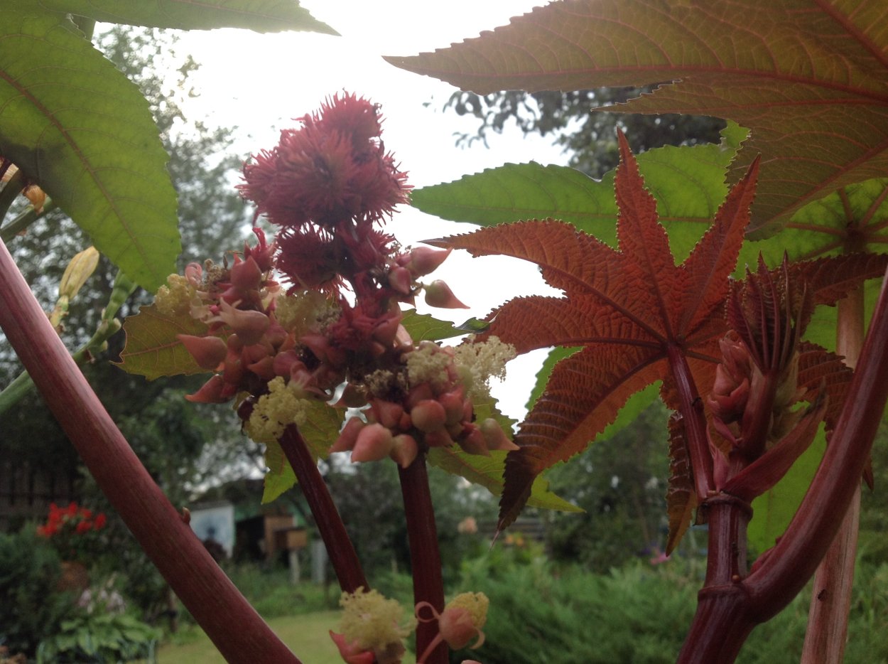 Клещевина Занзибар Грин