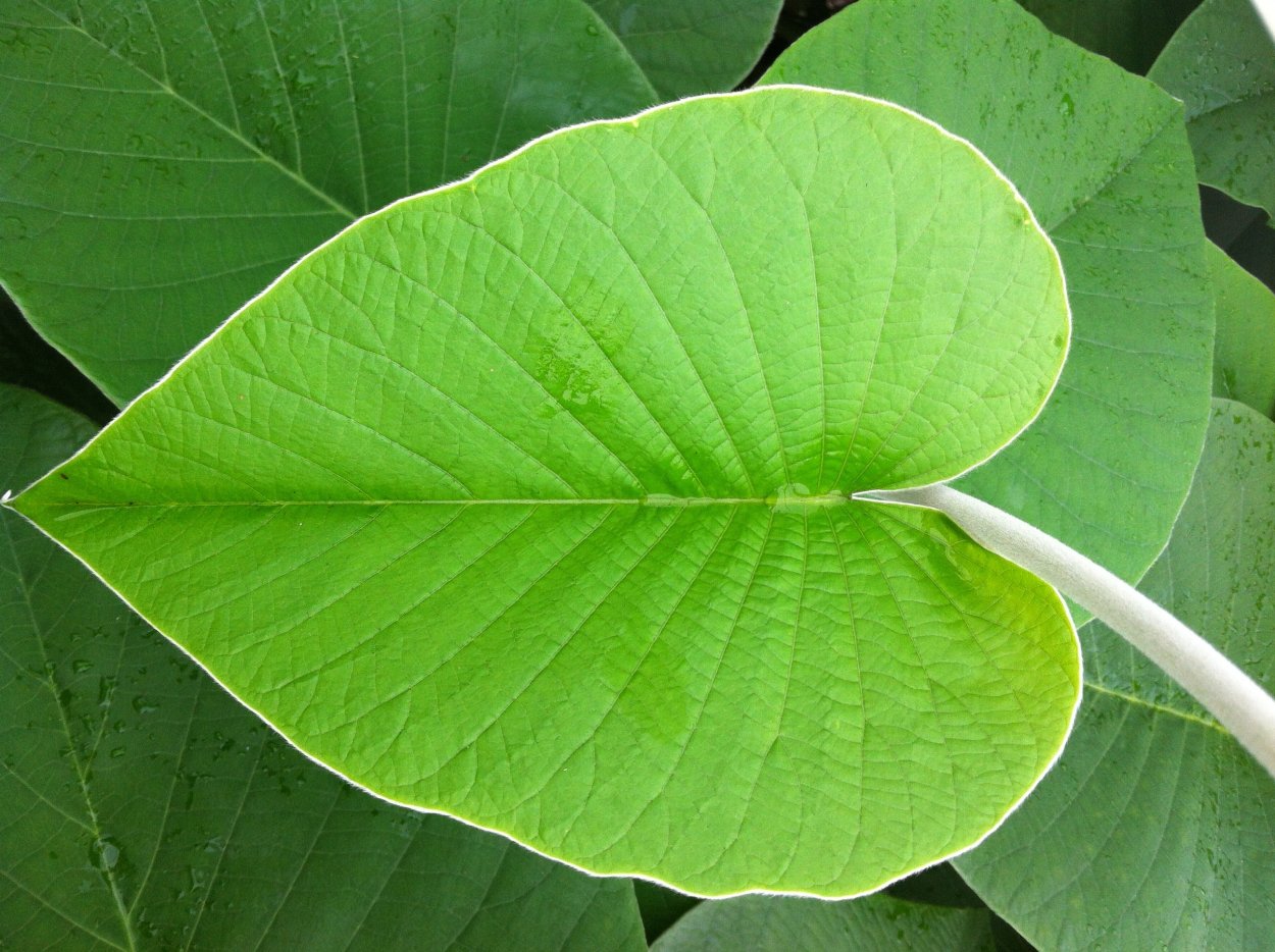 С826вт38 Leaf
