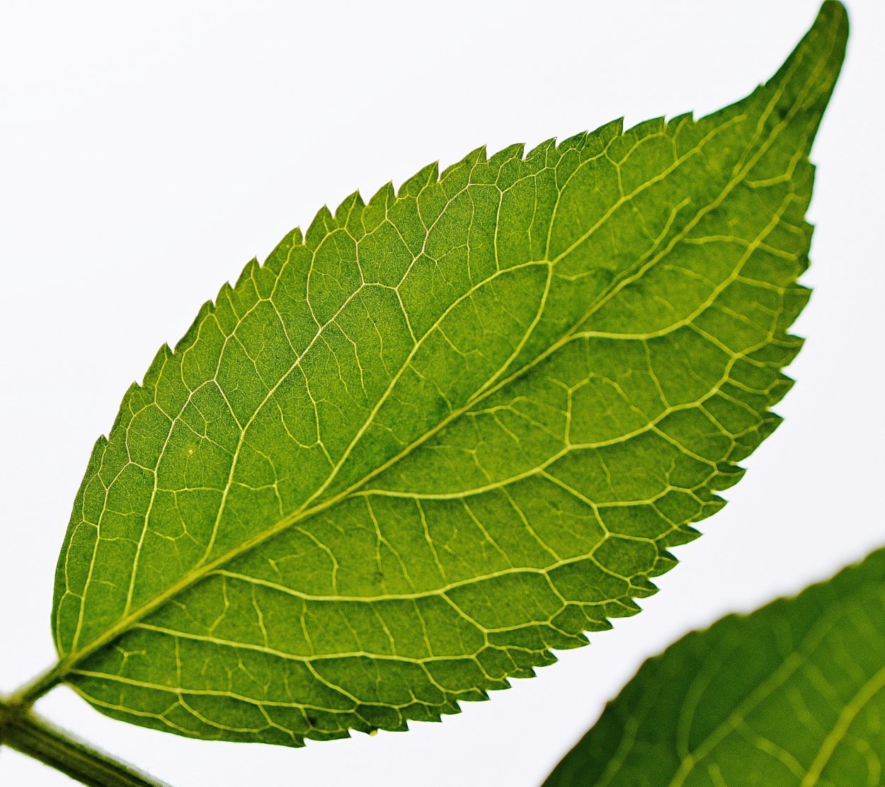 Листочки картинки