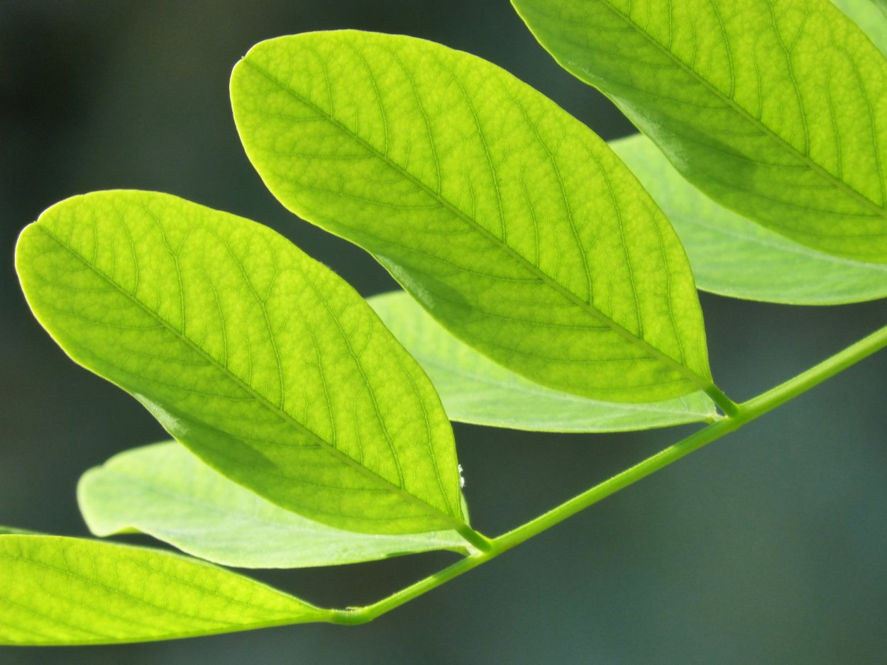 Листочек растения