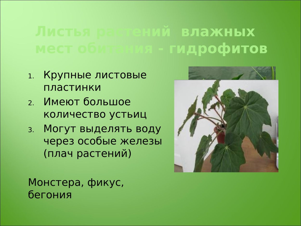 Листья влажных мест обитания