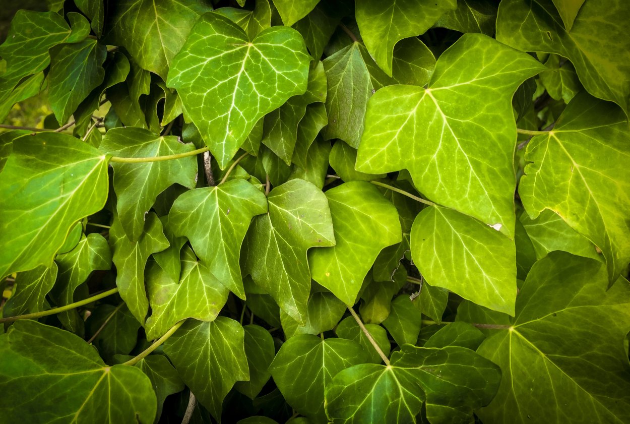 Плющ листья плюща