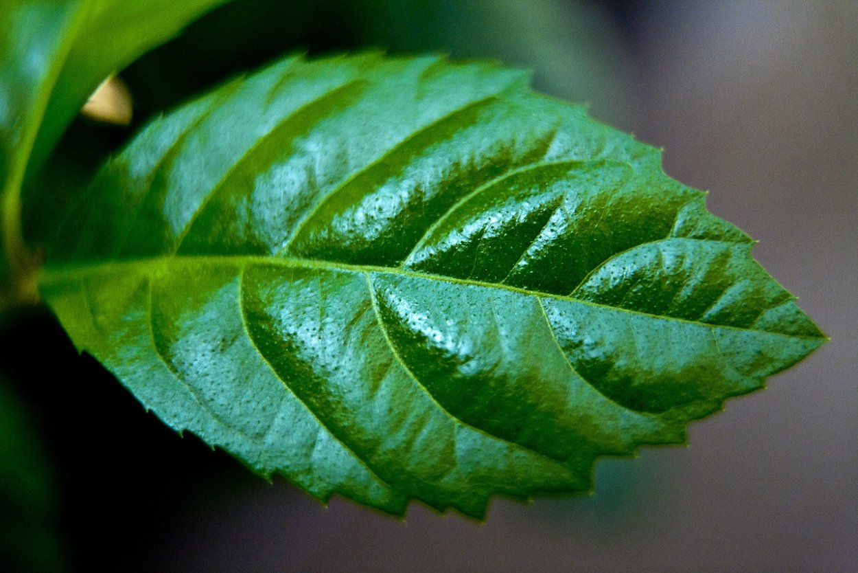 Листок растения