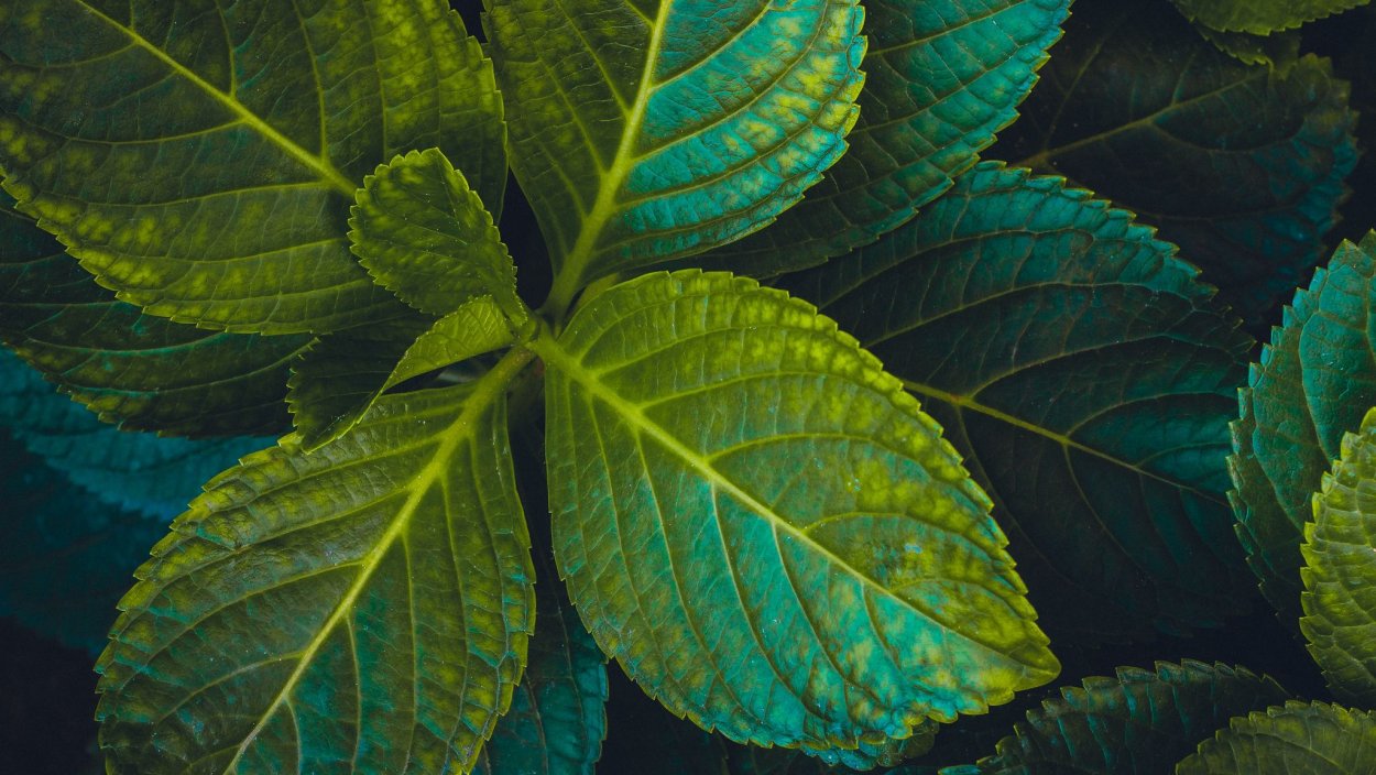 Зеленый лист