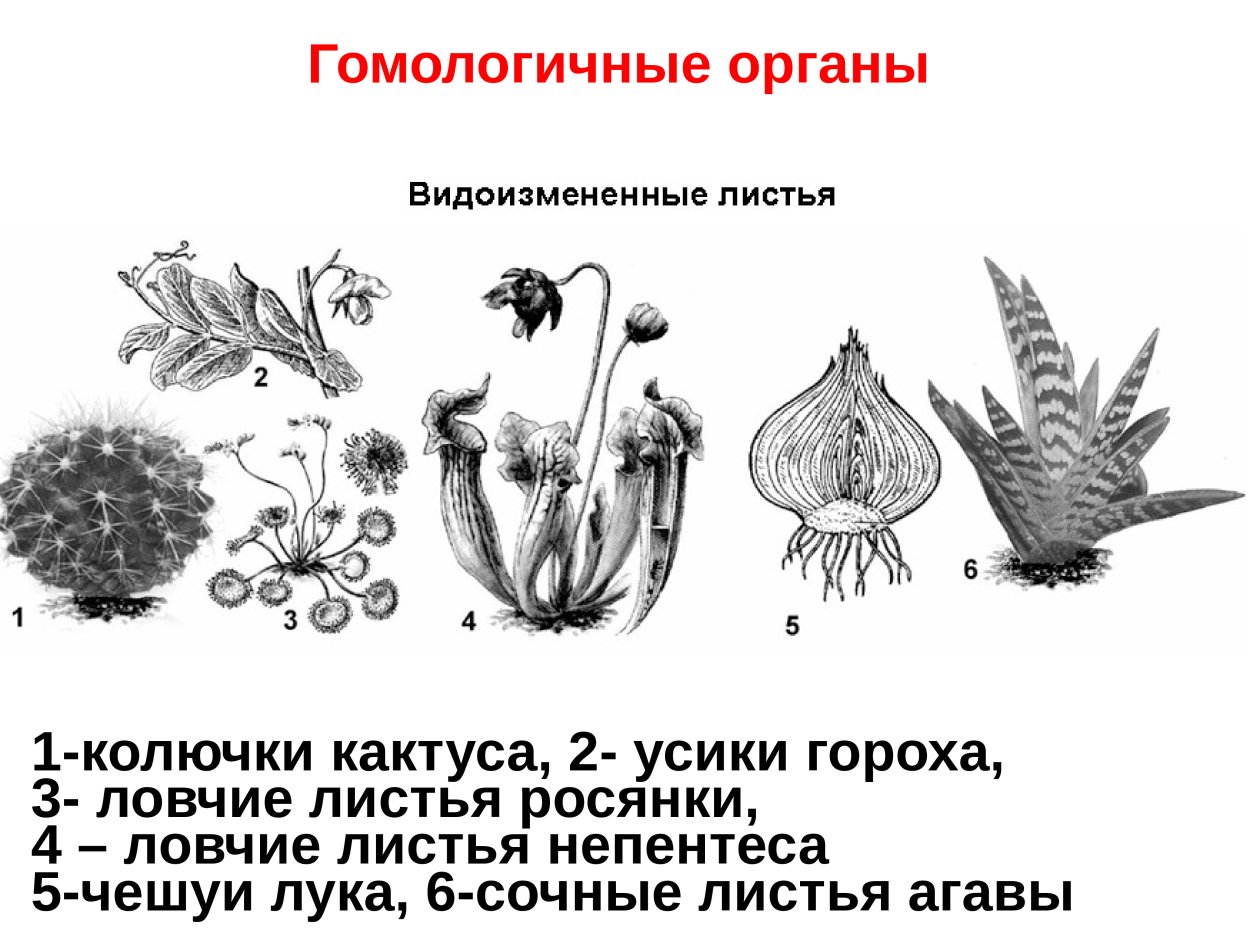 Метаморфоз росянка круглолистная