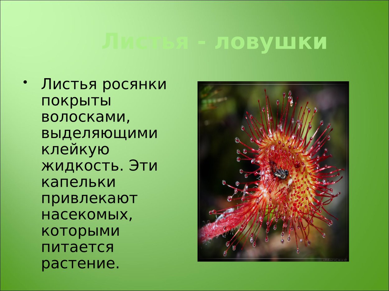 Листья ловушки