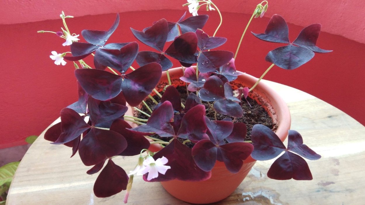 Кислица оксалис