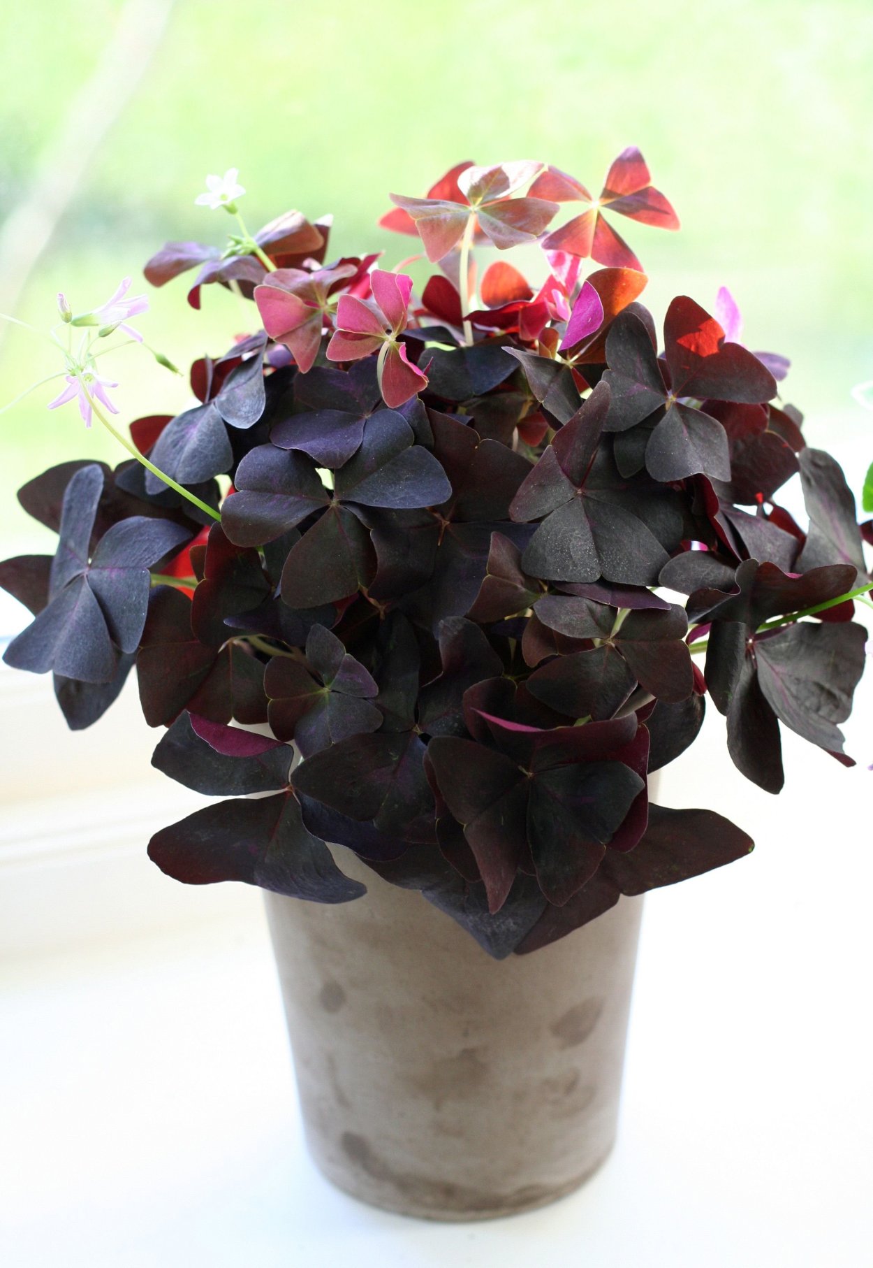 Кислица оксалис