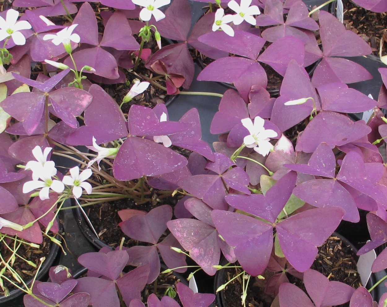 Кислица треугольная (Oxalis triangularis)