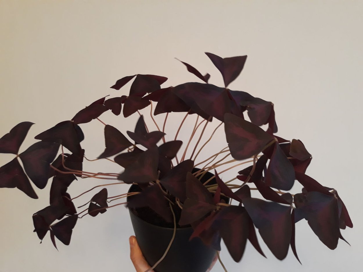 Оксалис (Кислица) Майк