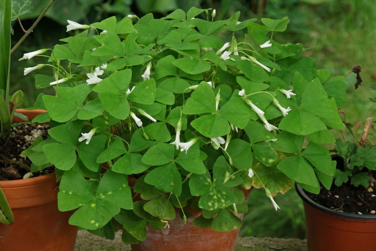 Кислица Oxalis stellata