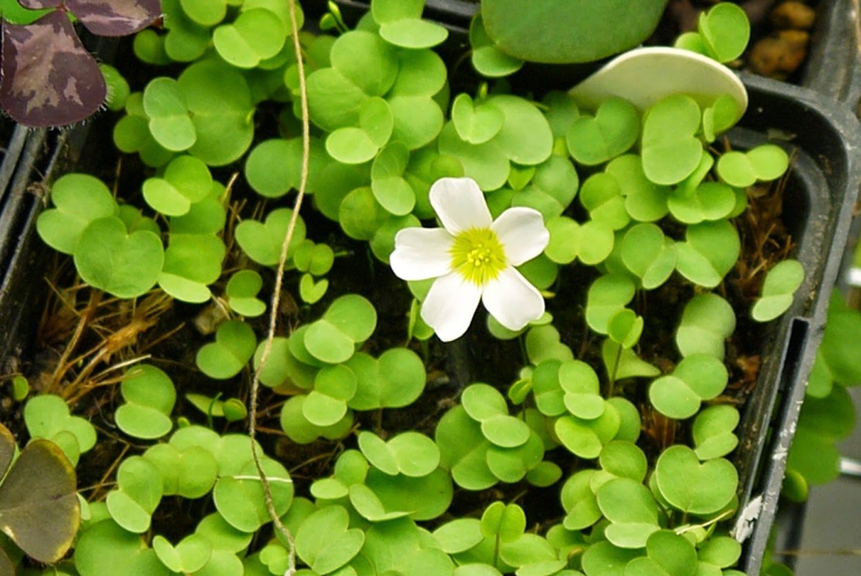 Кислица четырехлистная Oxalis