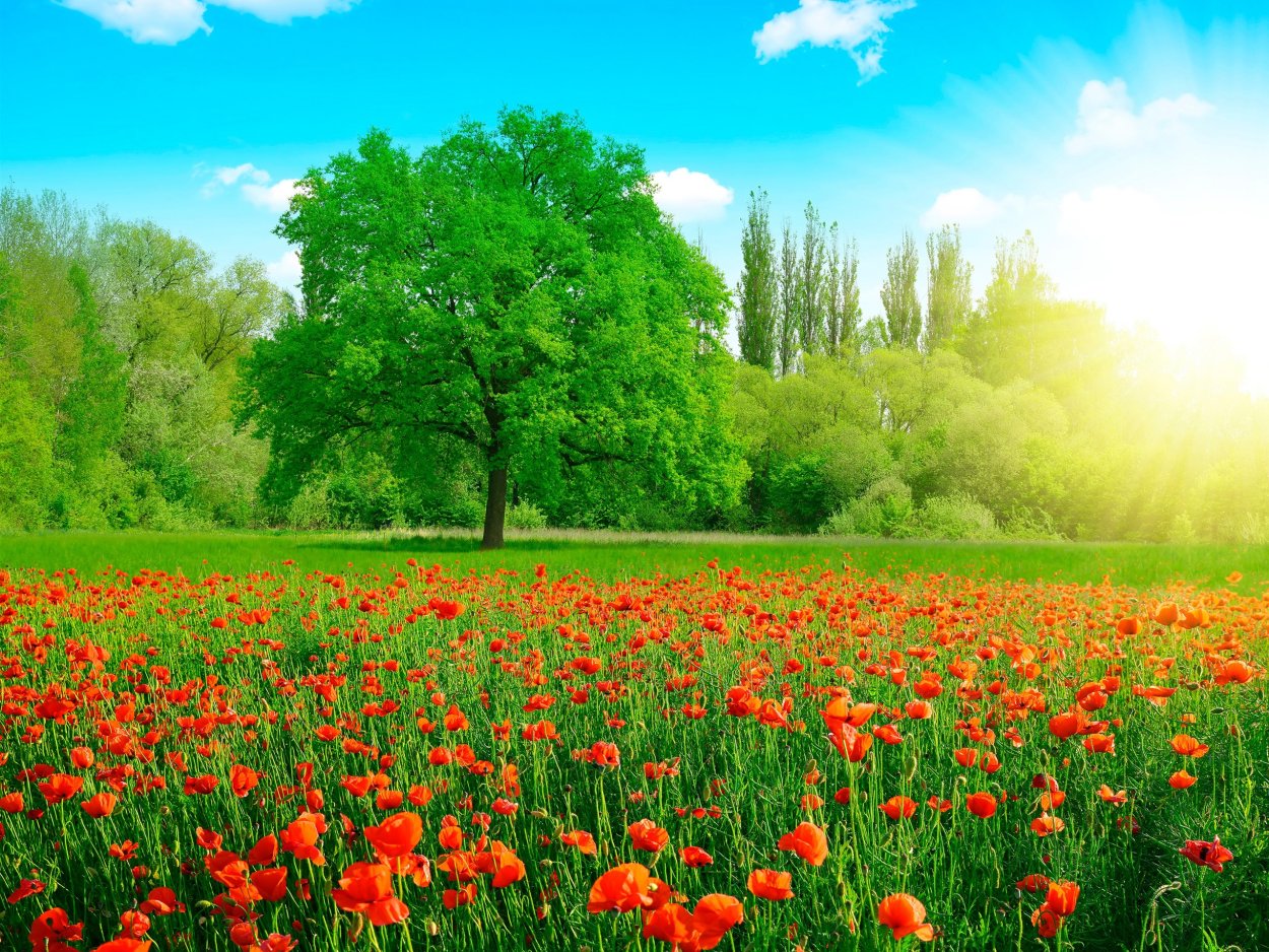 Летний пейзаж