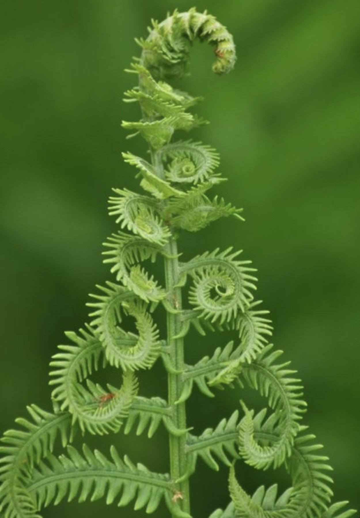 Папоротник Фибоначчи