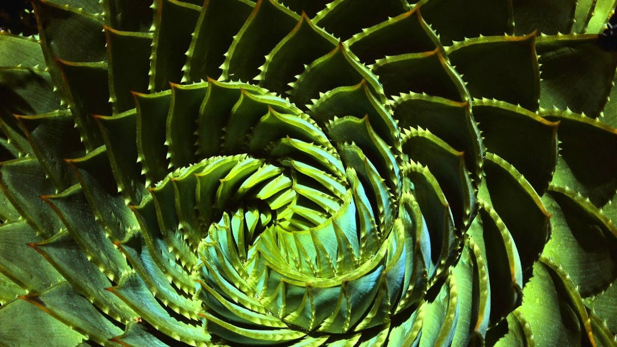 Необычные листья