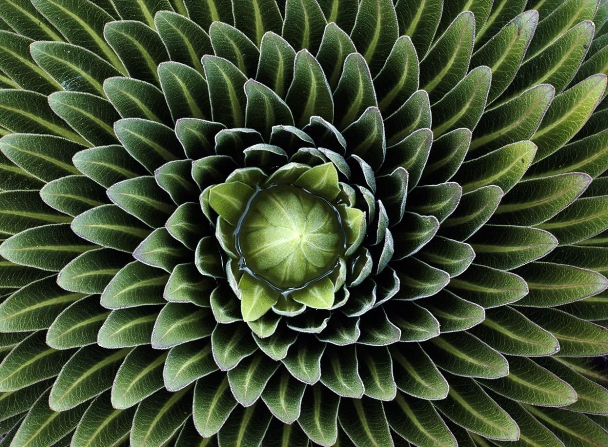 Майкл Барнсли Фракталы