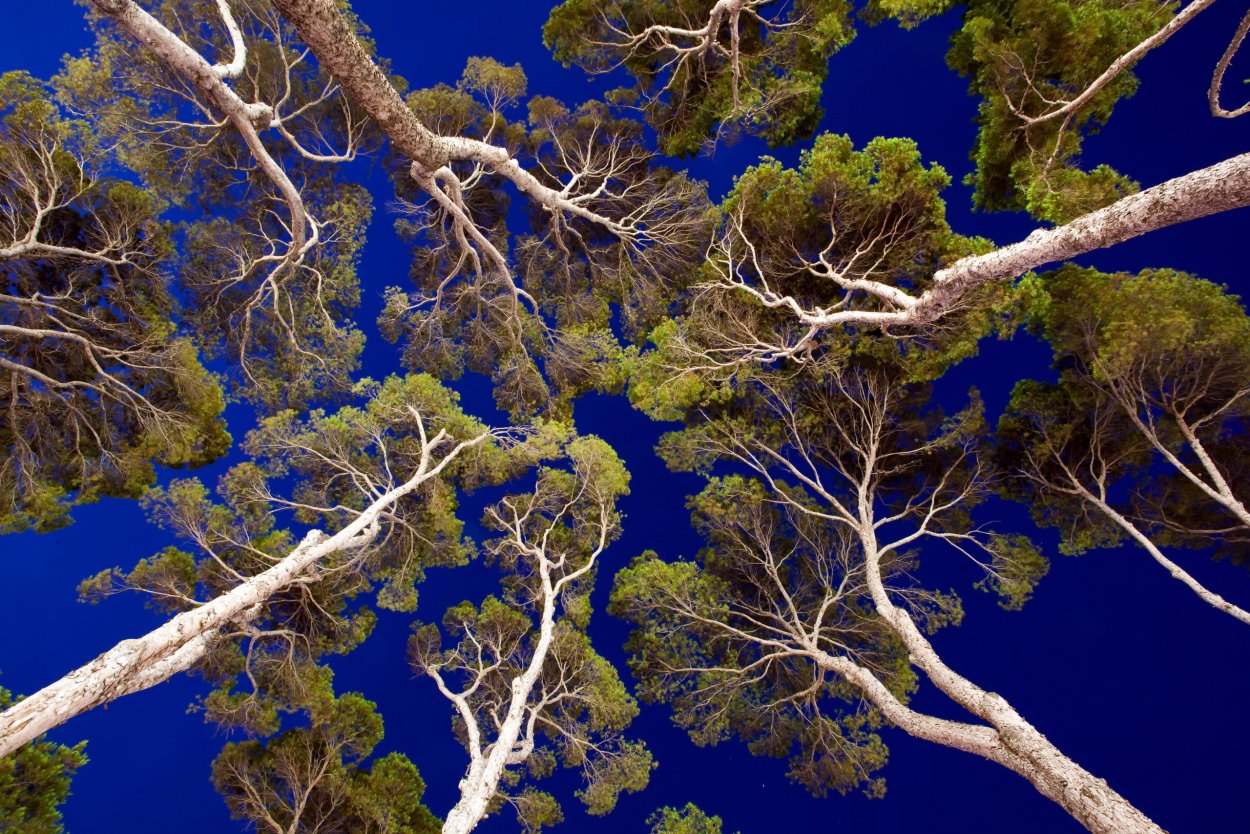 Фрактал капуста романеско