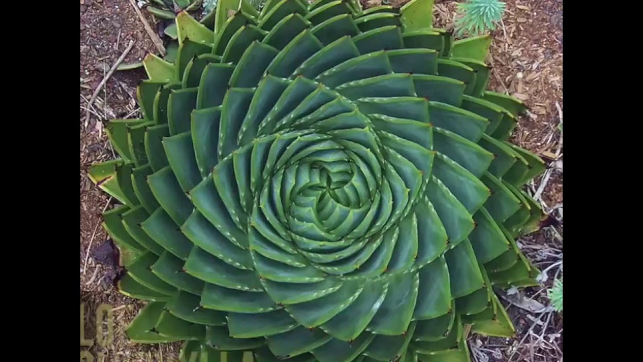 Спираль Фибоначчи золотое сечение